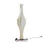 Afra & Tobia Scarpa for Flos Fantasma Piccolo Mid Century Floor Lamp